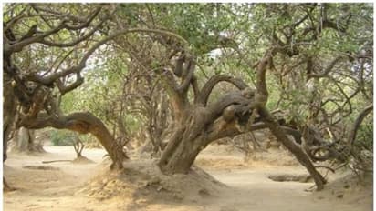 വൃന്ദാവനത്തിലെ നിധിവന്‍; ഇന്നും രാത്രികളില്‍ കൃഷ്ണലീലകള്‍ ആടാറുണ്ടന്ന് കരുതുന്ന നിഗൂഢവനം ! 