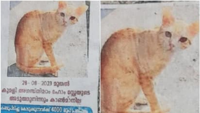 ഈ പൂച്ചയെ കണ്ടെത്തുന്നവര്ക്ക് 4000 രൂപ പാരിതോഷികം പ്രഖ്യാപിച്ച് ഉടമ, കാരണമിത്; സംഭവം ഇടുക്കിയില്