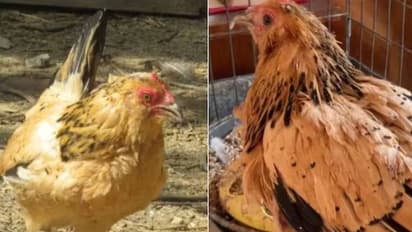 கின்னஸ் உலக சாதனை படைத்த கோழி! எதற்காக தெரியுமா?