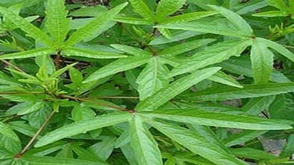 புளிச்ச கீரை...பெயர் கேட்டால் முகம் சுளியும்...ஆனா இது ஆண்களுக்கு ஆணி வேர் தெரியுமா?