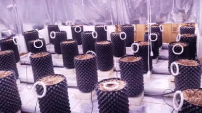 फ्लैट में हाई-टेक ग्रीन हाउस लगाकर चल रही थी गांजे की खेती, इस तरह हुआ चौंकाने वाले मामले का खुलासा