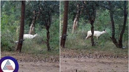 ಕಾವೇರಿ ವನ್ಯಜೀವಿ ಧಾಮದಲ್ಲಿ ಬಿಳಿ ಕಡವೆ ಪತ್ತೆ: ವನ್ಯಜೀವಿ ತಜ್ಞರಿಗೆ ಆಶ್ಚರ್ಯ