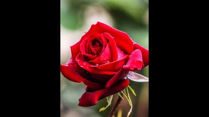 ஐஸ்வர்யம் பெருக, திருமணம் கைகூட.. இந்த தெய்வங்களுக்கு ரோஜா பூக்களை சமர்ப்பித்து வழிபடுங்கள்!