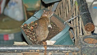 എലികളെ കൊണ്ട് പൊറുതിമുട്ടി ന്യൂയോർക്ക് നഗരം, ഒടുവിൽ ടൂറിസ്റ്റുകളുമായി രാത്രിയിൽ 'റാറ്റ് ടൂർ' 