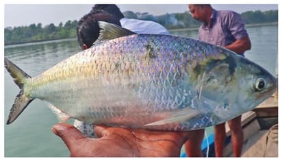 കിട്ടിയത് ഒരേയൊരു മീൻ, ഭാരം 2 കിലോ; പക്ഷേ മീൻപിടുത്തക്കാരന് ലോട്ടറി, കിട്ടിയ വില കേട്ടാൽ മൂക്കത്ത് വിരൽവെക്കും