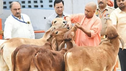 यूपी: हर घर में बनने वाली पहली रोटी-चोकर गाय को चलेगी मुहिम, गोवंश को गोद लेने का अभियान भी