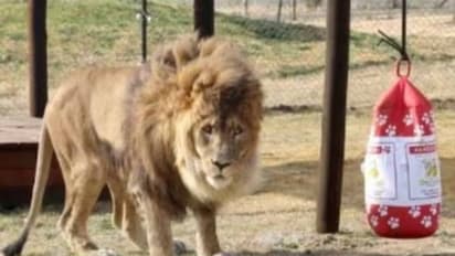 ലോകത്തിലെ ഏറ്റവും ഏകാകിയായ സിംഹം, അഞ്ചുവർഷത്തെ ദുരിതജീവിതത്തിന് ശേഷം അവന് മോചനം