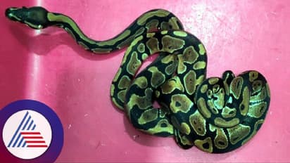 ಬ್ಯಾಂಕಾಕ್ನಿಂದ ಹಾವು, ಕೋತಿ ಕಳ್ಳ ಸಾಗಣೆ: ಏರ್ಪೋರ್ಟ್ನಲ್ಲಿ ವಶಕ್ಕೆ