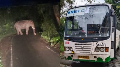 അദാലത്തിലെ പ്രവർത്തനത്തിലെ സമ്മാനമായി വിനോദയാത്ര, മലപ്പുറം ജില്ലാ കളക്ടറേയും സംഘത്തേയും വഴിയിൽ തടഞ്ഞ് ഒറ്റയാൻ