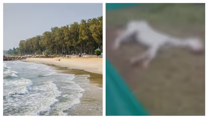 കാപ്പാട് ബീച്ചിൽ കുതിര സവാരി നടത്തിയവർ ജാ​ഗ്രതൈ; സവാരി നടത്തുന്ന കുതിരക്ക് പേവിഷബാധയെന്ന് സംശയം