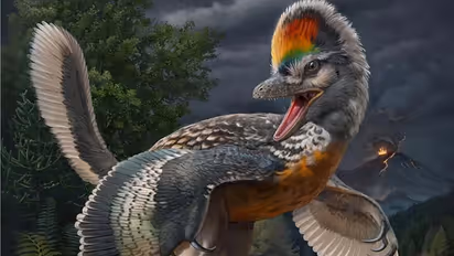 Bizarre bird-like dinosaur fossil, challenging avian evolution theories, discovered in China