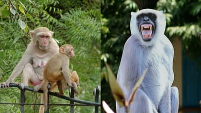 കുരങ്ങന്മാർ ജി 20 ഉച്ചകോടി വേദികളിലെത്താതിരിക്കാൻ ഹനുമാൻ കുരങ്ങിന്റെ കട്ടൗട്ടുമായി സംഘാടകർ