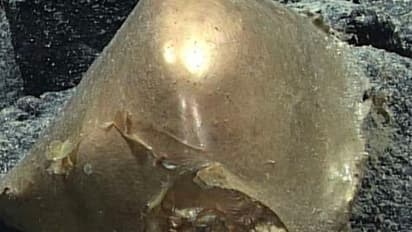 ಅಲಸ್ಕನ ಆಳ ಸಮುದ್ರದಲ್ಲಿ ಬಂಗಾರ ಮೊಟ್ಟೆ ಪತ್ತೆ; ವಿಚಿತ್ರ ವಸ್ತುವಿನ ಬಗ್ಗೆ ಸಂಶೋಧಕರಿಗೇ ಅಚ್ಚರಿ!