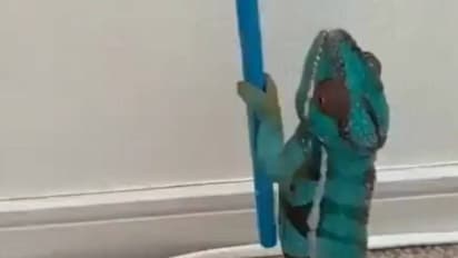 பச்சோந்தி ஏன் தனது நிறத்தை மாற்றுகிறது? இந்த வீடியோவை பாருங்க...