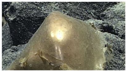 കടൽത്തീരത്ത് 'സ്വർണമുട്ട' വന്നടിഞ്ഞു, നി​ഗൂഢത; പിന്നിലെ രഹസ്യമറിയാൻ ​ഗവേഷക സംഘം!