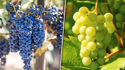 Anti-aging marvel to skin hydration: 7 skin benefits of Grapes