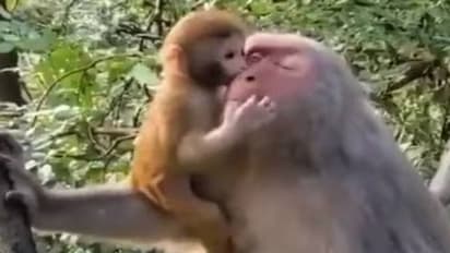 അങ്ങനെയങ്ങ് പോയാലോ? 19 സെക്കന്റ് മാത്രമുള്ള അമ്മക്കുരങ്ങിന്റെയും കുട്ടിയുടെയും വീഡിയോ, പക്ഷേ കണ്ടില്ലെങ്കിൽ...