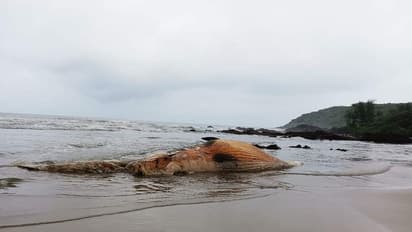 ಕಾರವಾರ ಕಡಲ ತೀರದಲ್ಲಿ ಅಳಿವಿನಂಚಿನಲ್ಲಿರುವ ಬಲೀನ್‌ ತಿಮಿಂಗಲ ಪತ್ತೆ