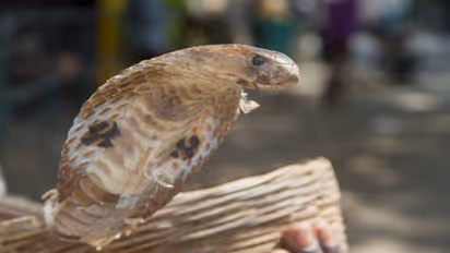 மழைக்காலம் தொடங்கியாச்சு! பாம்புகள் தொல்லை? வீட்டில் "இந்த" செடிகளை வையுங்கள் இனி வராது! 