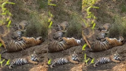 ವಿಶ್ರಾಂತಿಗೆ ಜಾರಿದ ಅಮ್ಮ ಮಕ್ಕಳು: IFS ಅಧಿಕಾರಿ ಶೇರ್ ಮಾಡಿದ ಹುಲಿಯನ ಫ್ಯಾಮಿಲಿ ವೀಡಿಯೋ