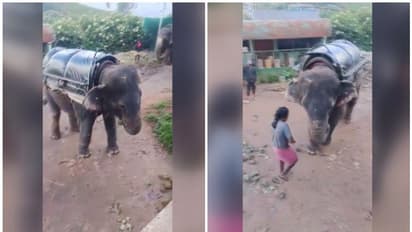 ഈ ക്രൂരത അനുവദിക്കാനാവില്ലെന്ന് മൃഗസ്നേഹികൾ, പണിയെടുപ്പിക്കുന്നതിനൊപ്പം പട്ടിണിക്കിട്ട് ആനയെ മർദിച്ചു, പരാതി