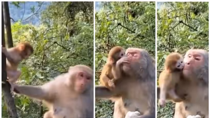 'ഈ സ്നേഹം ലോകമെങ്ങും നിറഞ്ഞത് !'; കുഞ്ഞിനോടൊപ്പം കളിക്കുന്ന തള്ളക്കുരങ്ങിന്‍റെ വീഡിയോ വൈറല്‍  