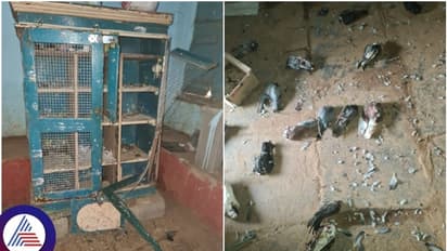 23 ಪಾರಿವಾಳಗಳ ರುಂಡವನ್ನೇ ಚೆಂಡಾಡಿದ ಕಿರಾತಕ: ಕುತ್ತಿಗೆ ಕತ್ತರಿಸಿ ಎಸೆದ ದುಷ್ಕರ್ಮಿ