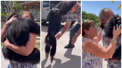 'ഇതാണ് സ്നേഹം'; വളര്‍ത്തച്ഛനെയും വളര്‍ത്തമ്മയേയും വര്‍ഷങ്ങള്‍ക്ക് ശേഷം കണ്ടുമുട്ടിയ ചിമ്പാന്‍സിയുടെ സന്തോഷം ! 