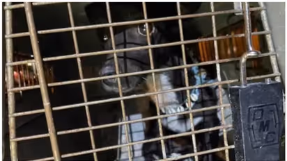 വിമാനത്താവളത്തില് നിന്നും നായയെ കാണാതായി; 21 ദിവസങ്ങള്ക്ക് ശേഷം സുരക്ഷിതമായി കണ്ടെത്തി !