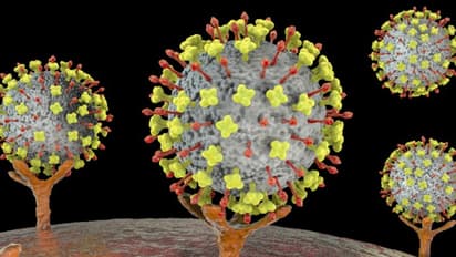 വീണ്ടും നിപ; ശ്രദ്ധിക്കൂ, പ്രതിരോധത്തിന് അറിയേണ്ടതെല്ലാം...