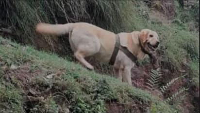 ಯೋಧನ ಜೀವ ಉಳಿಸಿ, ತನ್ನ ಪ್ರಾಣ ಬಿಟ್ಟ ಸೇನಾ ಶ್ವಾನ ಕೆಂಟ್