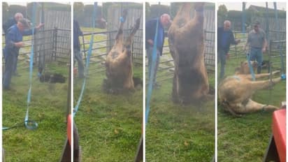 തലകുത്തനെ സിങ്ക് ഹോളില് വീണ പശുവിനെ സാഹസികമായി പുറത്തെടുക്കുന്ന വീഡിയോ !