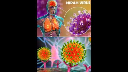 தொற்று விகிதம் குறைவு தான்.. ஆனாலும் நிபா வைரஸ் ஏன் ஆபத்தானது? எப்படி தடுப்பது? முழு விவரம் இதோ..