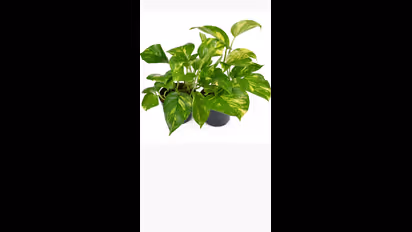 ಮನಿ ಪ್ಲಾಂಟ್ ನೆಡುವಾಗ ಇಂತಹ ತಪ್ಪು ಮಾಡಬೇಡಿ, ಲಾಭದ ಬದಲು ನಷ್ಟವಾಗುತ್ತದೆ