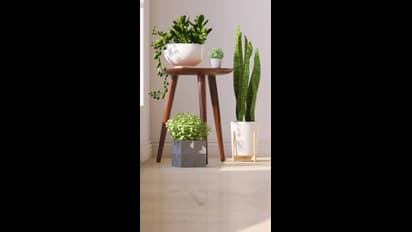 ఇంట్లో ఈ మొక్కలను నాటండి.. ధనవంతులు అవుతారు!