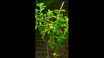 துளசி செடியை இந்த திசையில் மட்டும் வைக்காதீங்க.. பெரும் நிதி இழப்பு ஏற்படுமாம்..