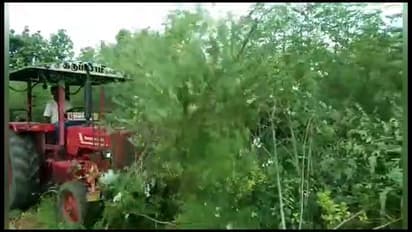 பூவோடும், காயோடும் இருக்கும் முருங்கையை அடியோடு அழித்த விவசாயி; போதிய விலை கிடைக்காததால் அதிருப்தி