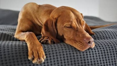 ഉറങ്ങുമ്പോഴും നായ്ക്കൾക്ക് നാം പറയുന്നത് കേൾക്കാം; പഠനം