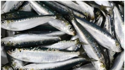 മത്തി കഴിച്ച് അപൂർവരോഗം ബാധിച്ച് യുവതി മരിച്ച സംഭവം ; എന്താണ് 'ബോട്ടുലിസം' എന്ന രോഗം?