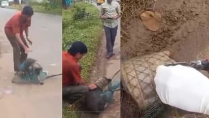 മിഠായി ഭരണി തലയിൽ കുടുങ്ങി, ആരും തിരിഞ്ഞ് നോക്കിയില്ല; തെരുവ് നായക്ക് രക്ഷകരായി റെസ്ക്യൂ ടീം