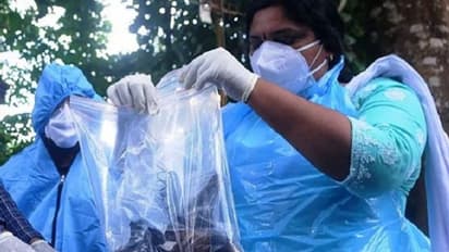 Nipah virus in Kerala: Bat samples collected, fruit growers worried