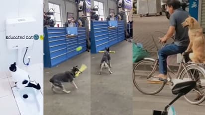 ಹೆಲಿಕಾಪ್ಟರ್ ಶಾಟ್‌ ಹೊಡೆಯುವ ಶ್ವಾನ... ಟಾಯ್ಲೆಟ್‌ಗೆ ಹೋಗಿ ಪ್ಲಶ್ ಮಾಡೋ ಬೆಕ್ಕು :ವೈರಲ್ ವೀಡಿಯೋ