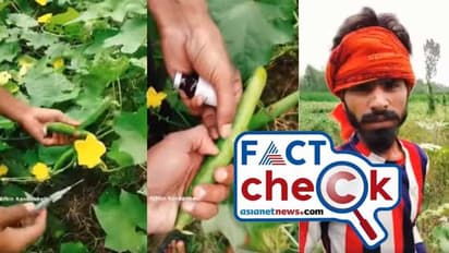 'ഭയാനകം, പച്ചക്കറികളില് കീടനാശിനി കുത്തിവെക്കുന്നത് കയ്യോടെ പിടികൂടി'; വീഡിയോ സത്യമോ- Fact Check