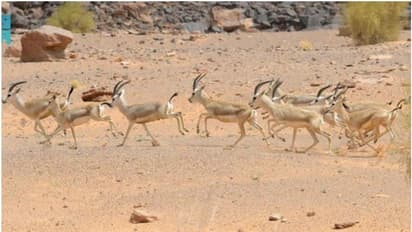 സംരക്ഷിത വന്യജീവി മേഖലയിൽ 27 മാൻ കുഞ്ഞുങ്ങൾ പിറന്നു