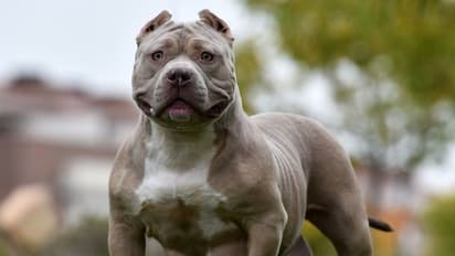 അമേരിക്കന് ബുള്ളി നായ്ക്കളെ നിരോധിക്കാനൊരുങ്ങി ബ്രിട്ടണ്, കാരണമറിയാം