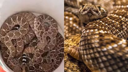 പൊഴിച്ചിട്ട നിലയിൽ 40ഓളം പാമ്പിന്‍ പടം, ഒന്നിന് പുറകേ ഒന്നായി പിടികൂടിയത് 20 വിഷപാമ്പുകളെ, ഞെട്ടി വീട്ടുകാർ