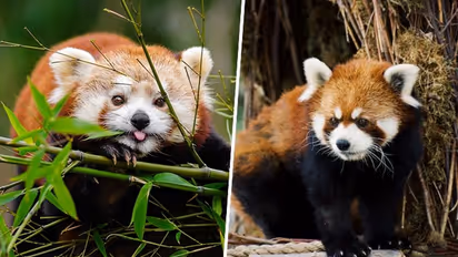 International Red Panda Day 2023: Call to protect these adorable endangered creatures