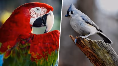 Pet Bird Day 2023: Day, history, significance