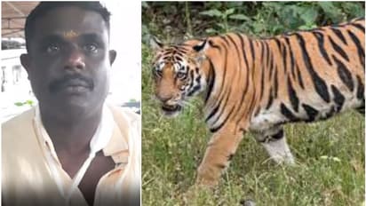 സ്കൂട്ടറിൽ യാത്ര ചെയ്യവെ നടുറോഡിൽ കടുവ, ഭയന്ന് വിറച്ചു; വണ്ടിയുടെ നിയന്ത്രണം നഷ്ടമായി മറിഞ്ഞു, പരിക്ക്