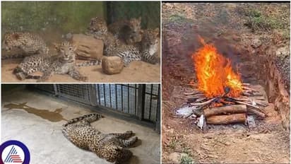 ಬೆಂಗಳೂರು ಮಾರಕ ವೈರಸ್‌ಗೆ ಬನ್ನೇರುಘಟ್ಟ ಜೈವಿಕ ಉದ್ಯಾನದ 7 ಚಿರತೆಗಳ ಸಾವು